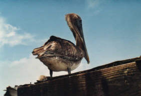 Pelikane &uuml;ber Pelikane